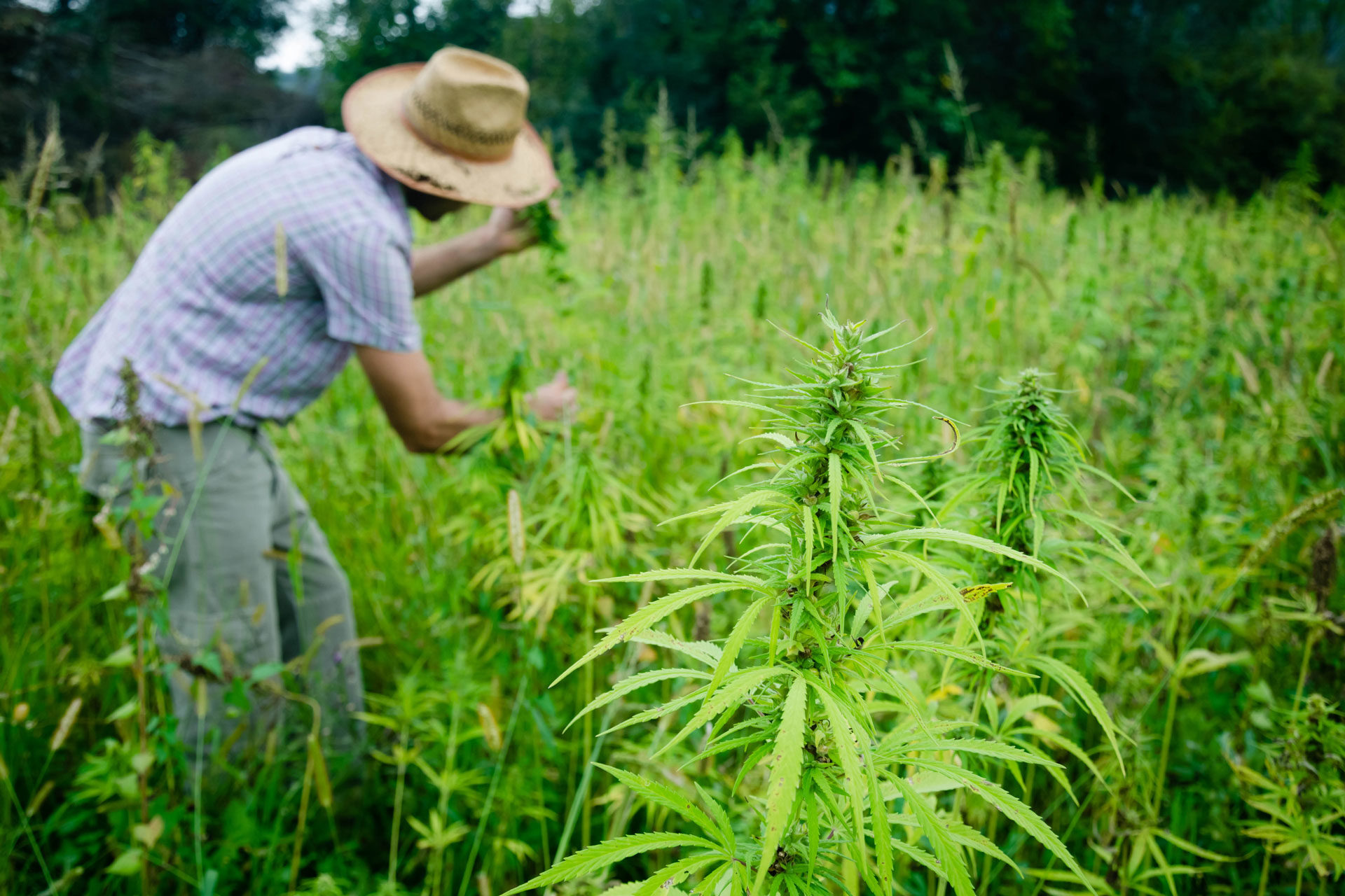 Britain, the weed export king